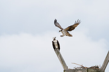 Osprey ready for mating with soft clouds in the background