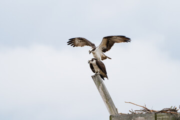Osprey mating with soft clouds in the background