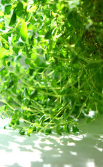 Selective Focus Growing herbs on the windowsill. Young sprouts of marjoram  in a pot on a white windowsill. At home