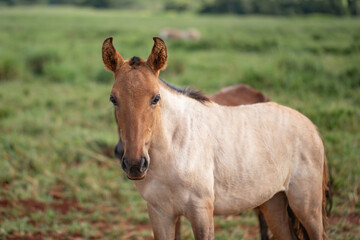 Beautiful filly of the Mangalarga Marchador breed with chestnut fur.