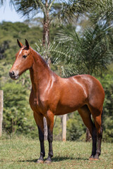 Wonderful bay mare of the Mangalarga Marchador breed. Animal training and taming concept. Characteristic posture of the breed.