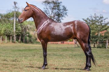 Wonderful bay horse of the Mangalarga Marchador breed. Animal training and taming concept. Characteristic posture of the breed.