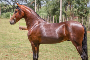 Wonderful bay horse of the Mangalarga Marchador breed. Animal training and taming concept. Characteristic posture of the breed.