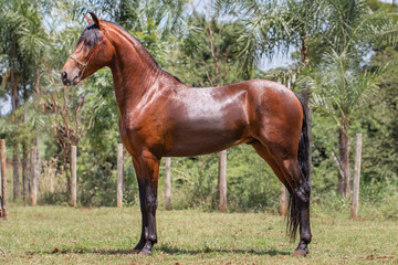 Wonderful bay horse of the Mangalarga Marchador breed. Animal training and taming concept. Characteristic posture of the breed.