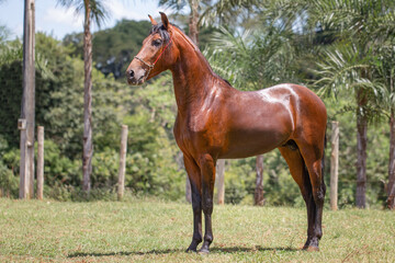 Wonderful bay horse of the Mangalarga Marchador breed. Animal training and taming concept....