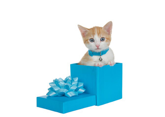 Orange and white tabby kitten wearing blue turquoise collar with bell sitting in a turquoise present box next to lid with bow, looking at viewer. Isolated on white. Paws on side of box.