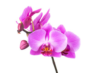 Blooming twig of purple orchid. - 496722305