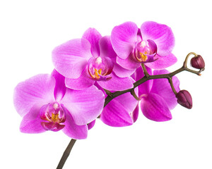 Blooming twig of purple orchid. - 496722306