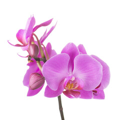 Blooming twig of purple orchid. - 496722315