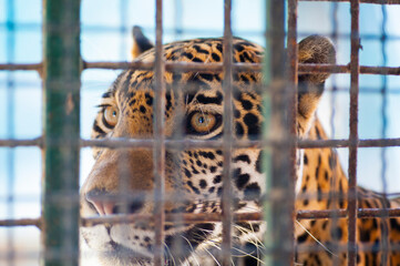 Gepard im Zoo im Käfig © topshots