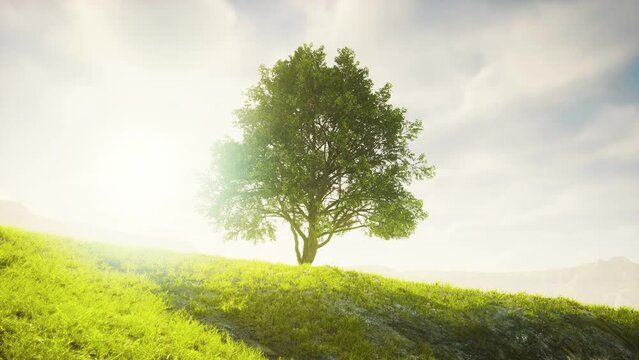 Spring field wit lone tree