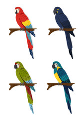 4 different macaw species / Bird illustration / Ai Illustrator / Editable