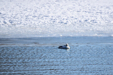 凍った沼で休むミコアイサ