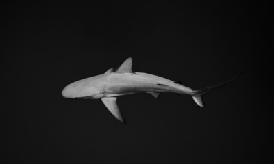 Bahamas Shark