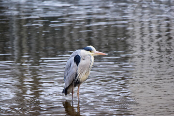 川に立つアオサギ
