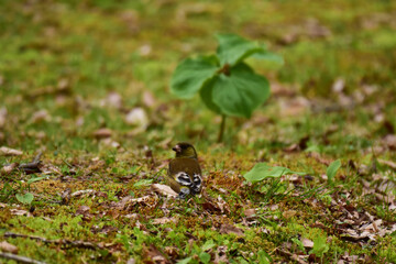 春の野山のカワラヒワ