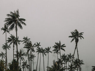 Tallest palm trees in the world - Cocora valley, Salento town in Colombia