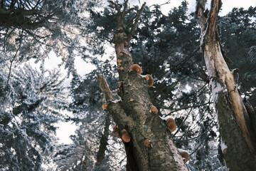 Bunches  of Olive Oysterling mushroom (Sarcomyxa serotina) on a dead deciduous tree trunk in the forest. A fruiting body of oyster mushrooms.