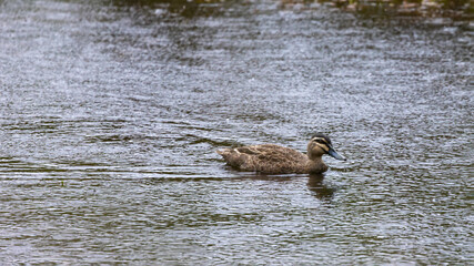 A Pacific Black Duck (Anas superciliosa) paddling in water from left to right with ripples and reflection.
