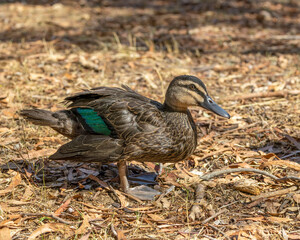 Portrait of a Pacific Black Duck (Anas superciliosa)
