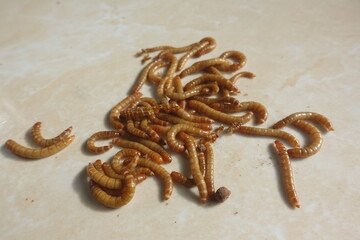 Hong Kong caterpillars are larvae from the metamorphosis process of small beetles, namely from eggs, larvae, cocoons, beetles. These caterpillars are often used as bird feed.