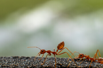 Ant behavior. Red ants walking on the cement floor.