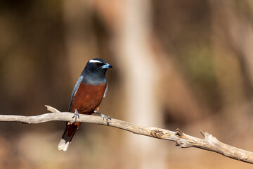 The White-browed Woodswallow (Artamus superciliosus) is a dark bird with a distinctive white eyebrow.