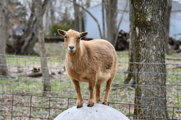 Brown Goat