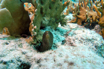 A closeup shot of a juvenile Golden Tail moray eel in the Bonaire Marine Park