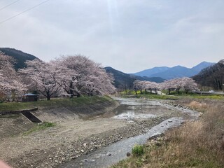 桜並木