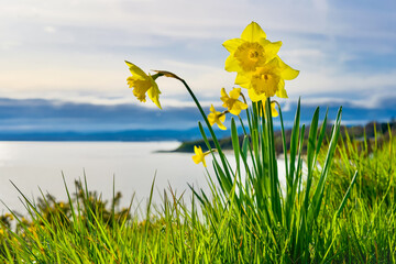 daffodils in spring towering over scenic ocean in Victoria, BC, Canada 