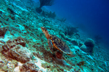 Green Sea Turtle swimming over coral in the Bonaire Marine Park