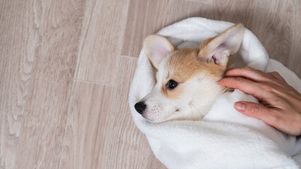 Woman wrapped a red corgi puppy in a blanket. 