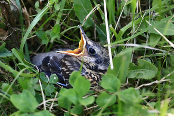 Nestling bird in the grass. Yellow-beaked nestling starling sits in the grass and waiting for parents. Thrown out of the nest to learn to fly.