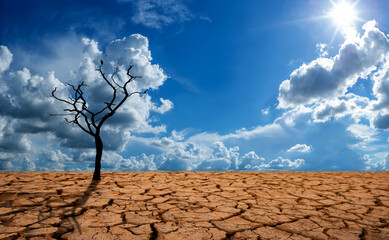land with arid soil dying trees and cracked soil desert global warming background