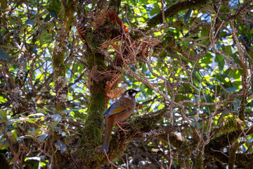 Black Faced Laughing Thrush