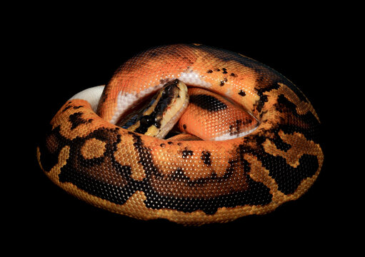 Ball Python against a Black Background