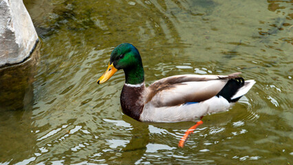 Duck Swimming in the Pond