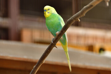 枝にとまる黄緑色のインコ
