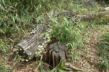 切り株ときのこ
