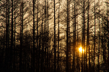 針葉樹の林の向こうに輝く夕陽。