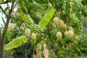 Fresh green and yellow mangoes on a mango tree,Thailand