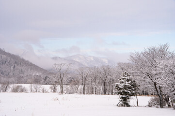 Obraz na płótnie Canvas 冬の田舎の雪に覆われた木々の風景。