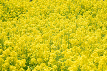 菜の花畑