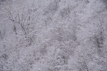 雪に覆われた冬の森の木々。