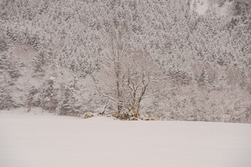 Fototapeta premium 雪に覆われた冬の森の木々。