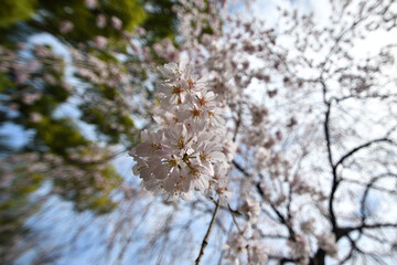 満開のしだれ桜のクローズアップ