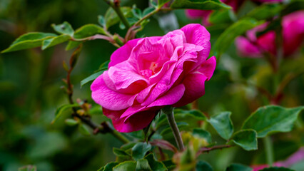 Purple Flower Blooming in Spring Light