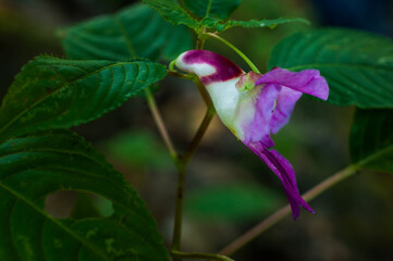 Beauty impatiens psittacina, parrot flower at Doi Luang Chiang Dao mountain, Chiang Mai, Thailand.