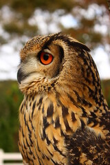 ミナミワシミミズクの横顔